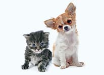 Pets